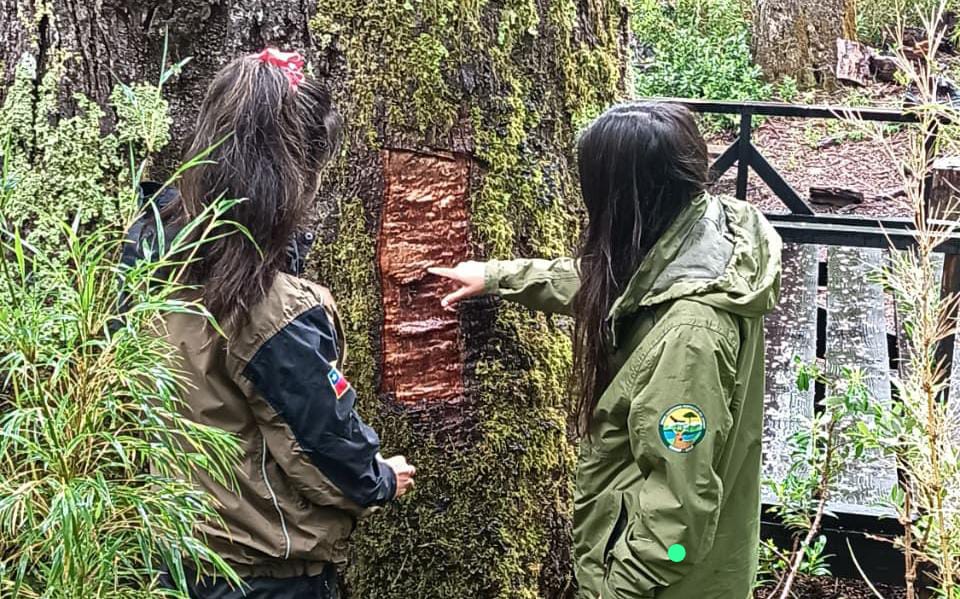 Alert in Mocho Choshuenco Reserve: Attack on 600-Year-Old "Grandfather Coihue" Tree