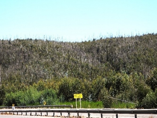 Dr. Eduardo Peña advierte que el abandono de tierras forestales aumenta el riesgo y la intensidad de los incendios rurales