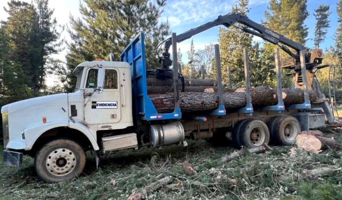 Illegal Logging Gang Dismantled in Los Ríos: Four Arrested