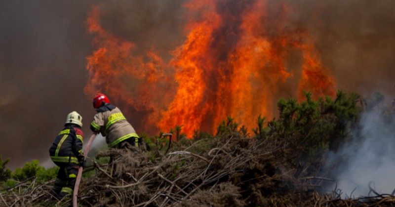 Tres querellas se mantienen vigentes por temporada de incendios forestales en la región de Los Lagos