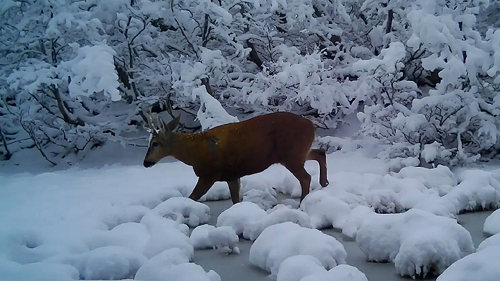 Huemuls Recorded on Private Estate in Los Lagos: Could Be the Northernmost Population in Chilean Patagonia
