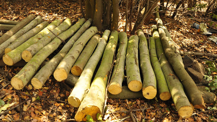 U.S. activates tariffs on wood that raise alarms in Chilean industry