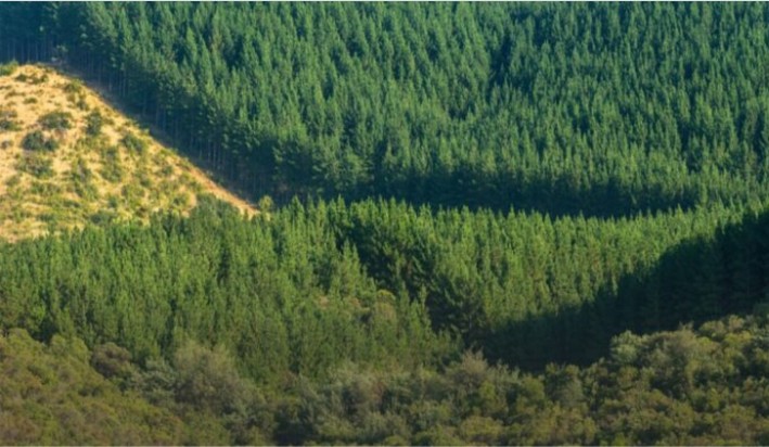 Government plan: Forestry sector awaits financial instruments to increase plantations