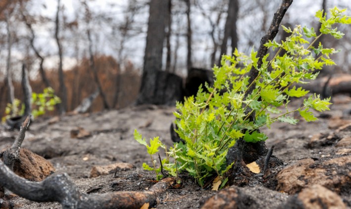 Sernafor Must Issue Binding Reports When Declaring an Area as Degraded and Threatened