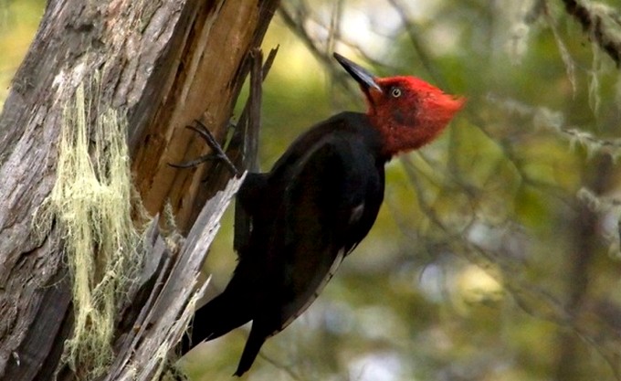 El carpintero negro revela el estado de los bosques del sur de Chile