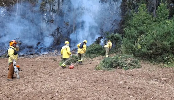"Red Button" in Antuco and Forest Fires in Biobío, Maule, and La Araucanía Mark This Weekend