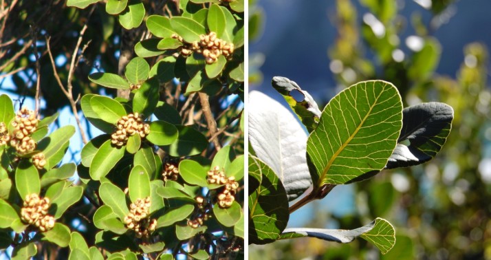 "Good morning Mr. Litre": The tree that causes a complex allergy and the tradition behind it