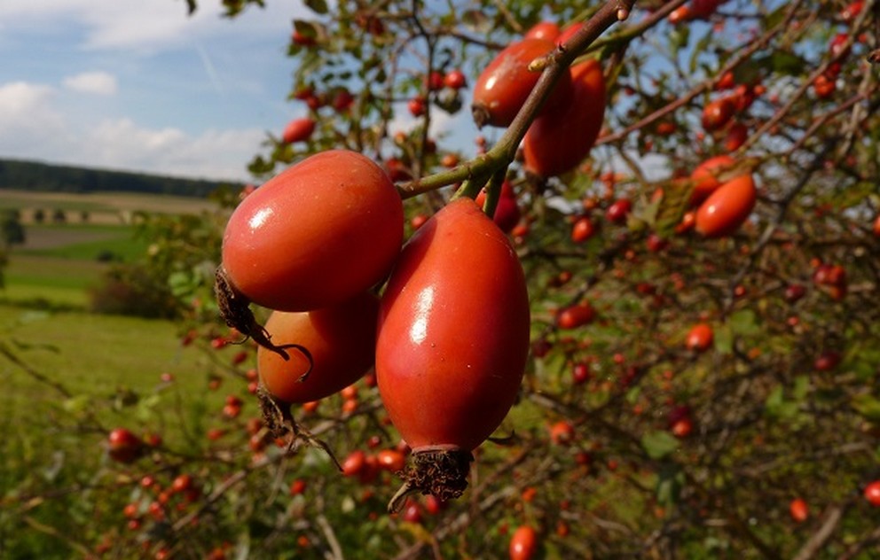 Non-Timber Forest Product Exports Drop Nearly 19% in 2023