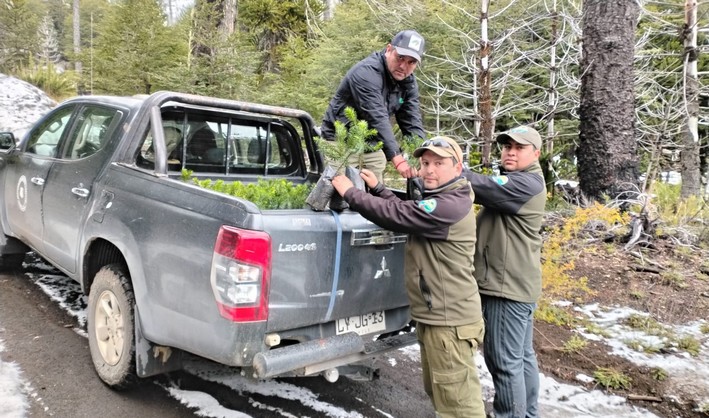 Investigación de CONAF y UFRO impulsa restauración de araucarias en Reserva China Muerta