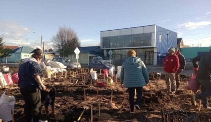 Southernmost Miyawaki Forest in the World Planted by the Puerto Natales Community