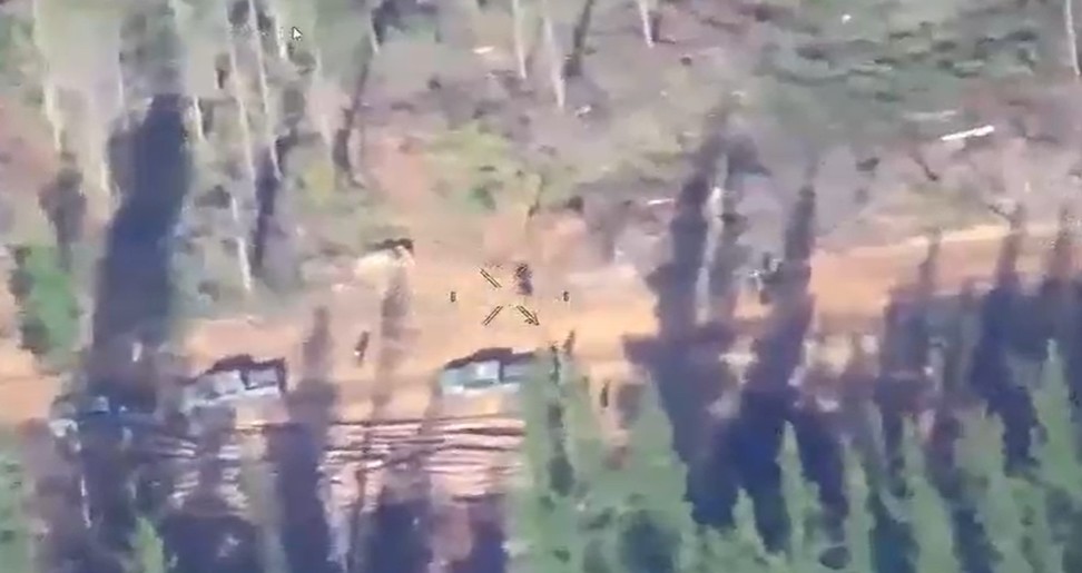 Realizan masivo operativo por denuncia de robo de madera al interior de predio forestal en Cañete