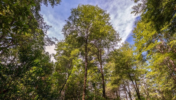 Entre sequía e incendios: el complejo escenario del bosque nativo chileno