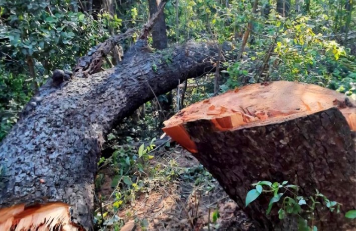 Prosecutor's Office and Carabineros coordinate complaints following cases of timber theft