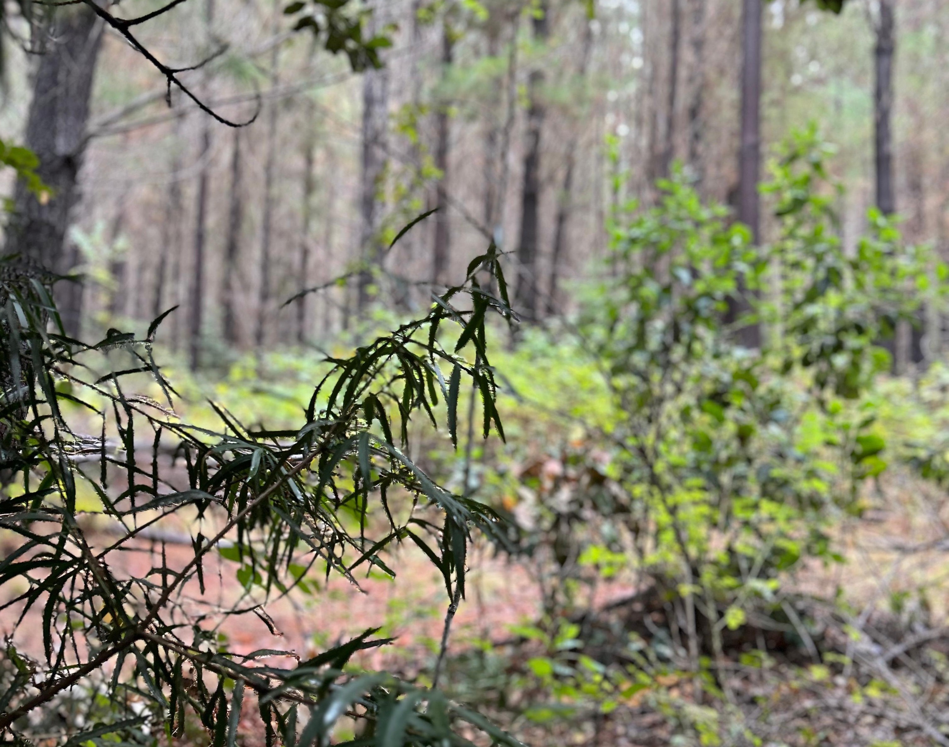 Más que pinos, el bosque que también crece bajo las plantaciones