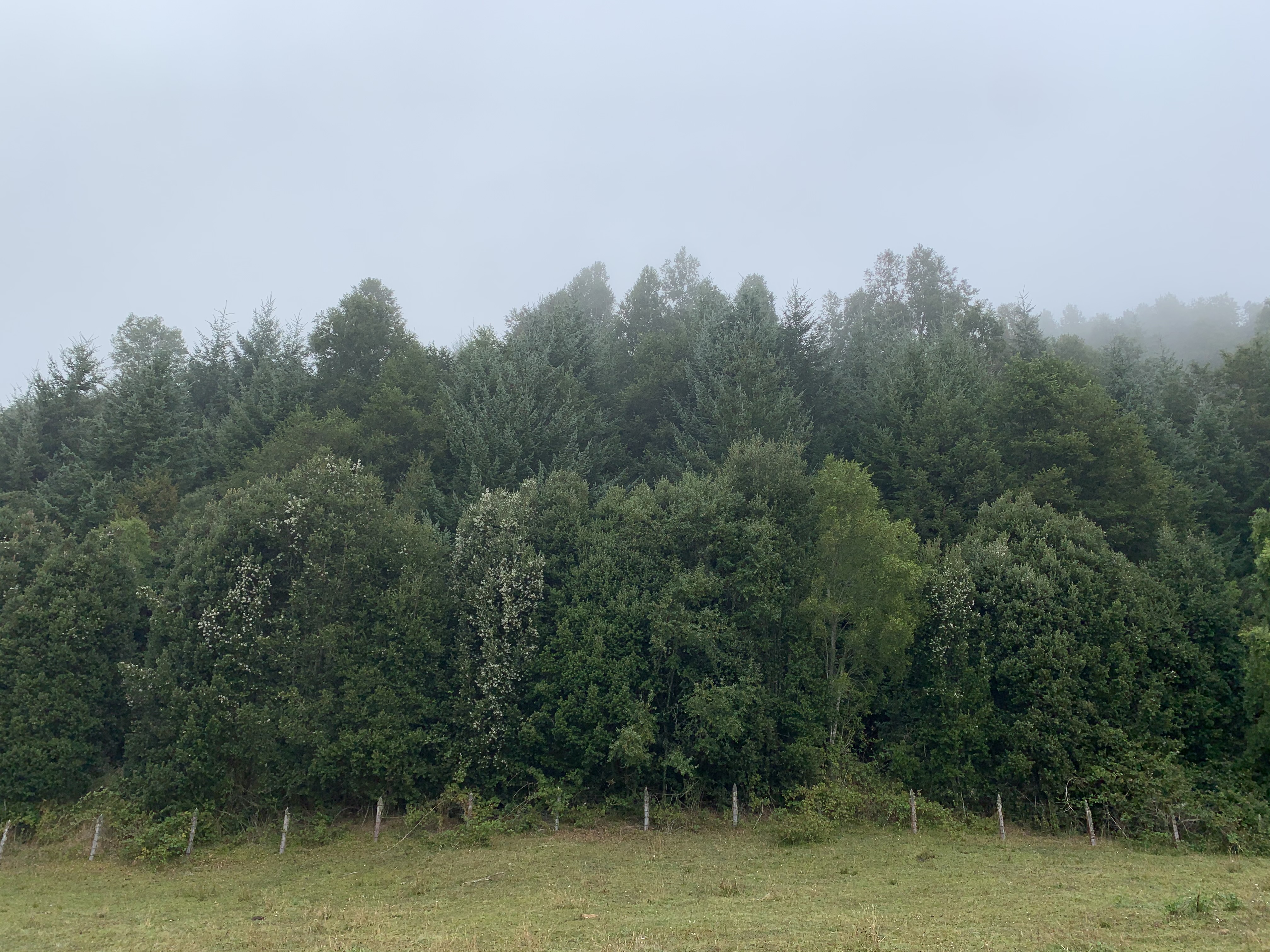 Estudo demonstra que combinação de floresta nativa e plantações florestais contribui para a sustentabilidade hídrica