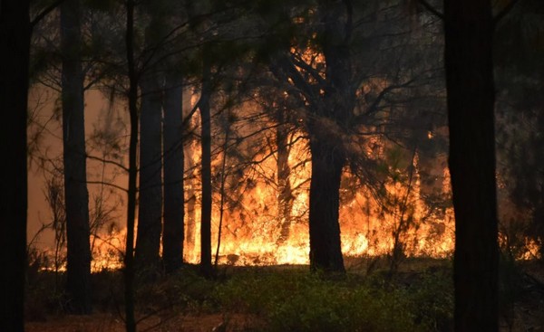 Regional Director of CONAF: "Over 60% of Wildfires in Biobío Are Intentional"