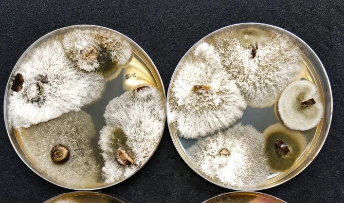 Wood fungi in walnut trees: keys to preventing infections during winter