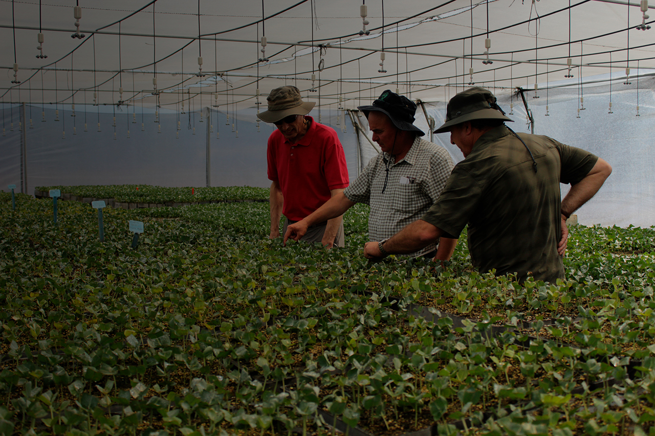 Producción de híbrido GloNi inició su comercialización como una eficiente opción de forestación para el país