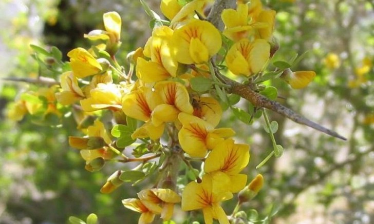 Chañar, the Resilient Jewel of the Chilean Forest That Blooms Against the Odds