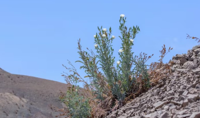 Flower unseen for a century and declared extinct found in northern Chile