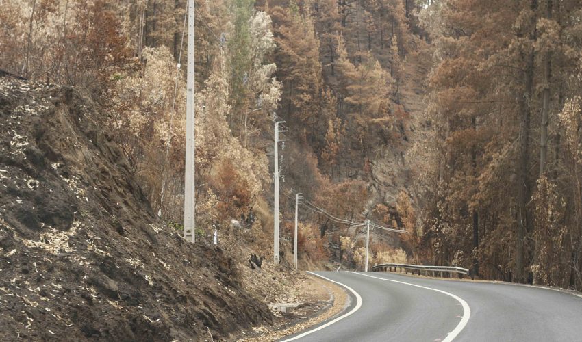 Incendios: estudio concluye que zonas con plantaciones forestales fueron las más afectadas