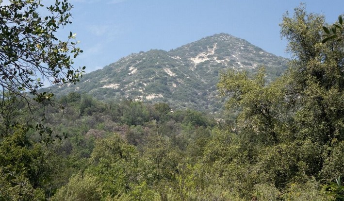 Sclerophyllous Forest: The Silent Guardian of Climate in Central Chile