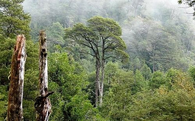 The Silent Tragedy of Chile's Native Forest
