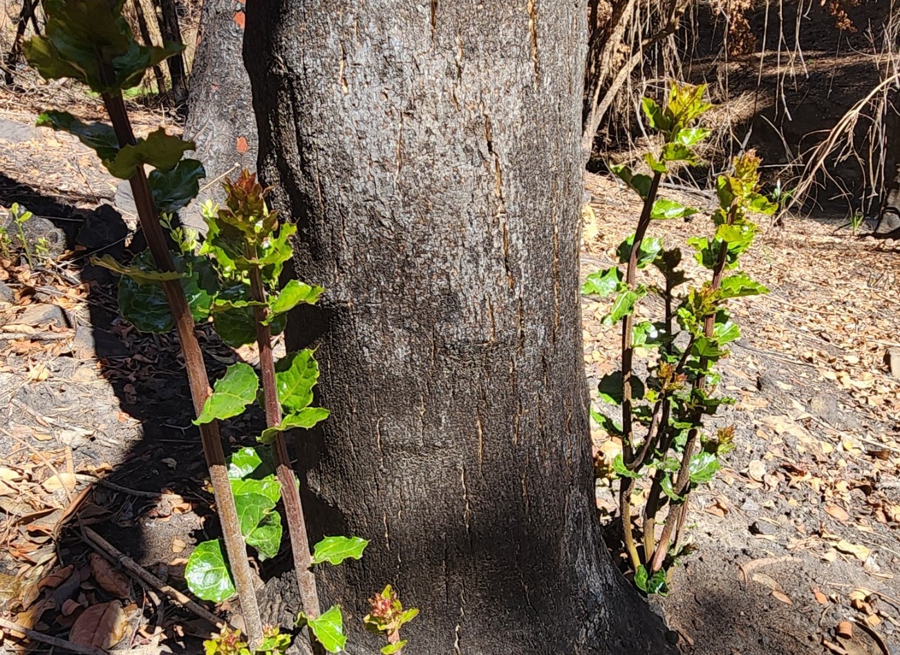 Rebrote natural tras incendios en Penco abre esperanza para recuperación del bosque nativo