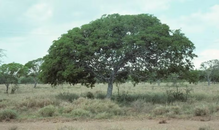 The Tree with the Strongest Wood in the World is in Argentina: In Which Province It Grows