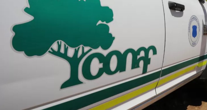 Valdivia: Conaf states that Arauco forests for sale would not be exploited for at least eight years