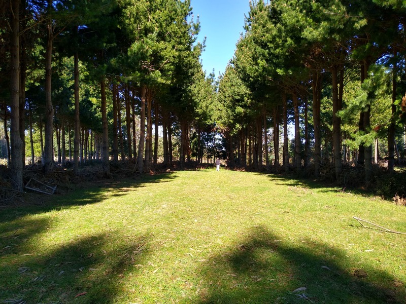 Integrating Agroforestry into Chilean Agricultural Practices is Vital for the Country