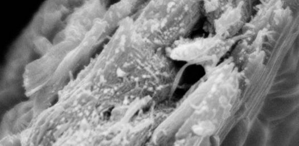 Scientists Discover Unique Wood That Could Be Key in the Fight Against Climate Change