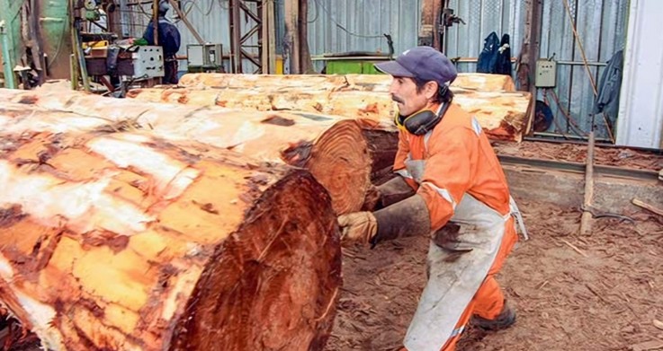 After Arauco's mill closure in Curanilahue, industry groups warn 100 more sawmills will cease operations due to lack of forest resources