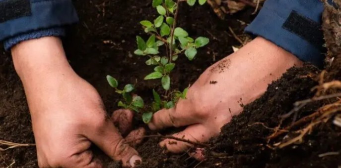 Restoring public safety and resuming reforestation is key