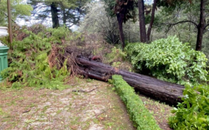Isidora Cousiño Park: Native Trees Affected by Frontal System to Be Reforested