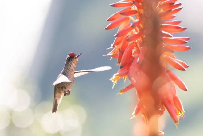 An urban oasis for the green-backed firecrown: the natural phenomenon that invades Campus Concepción every winter