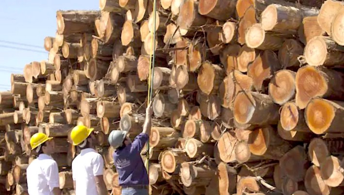 Sawmill Closures and Staff Suspensions Deepen in Argentina