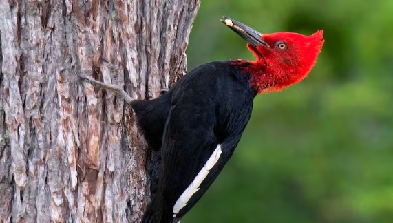 The black woodpecker reveals the hidden health of the country's southern temperate forests