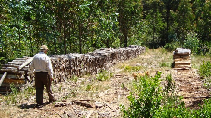 The Key Role of Forest Biomass in Energy Sustainability