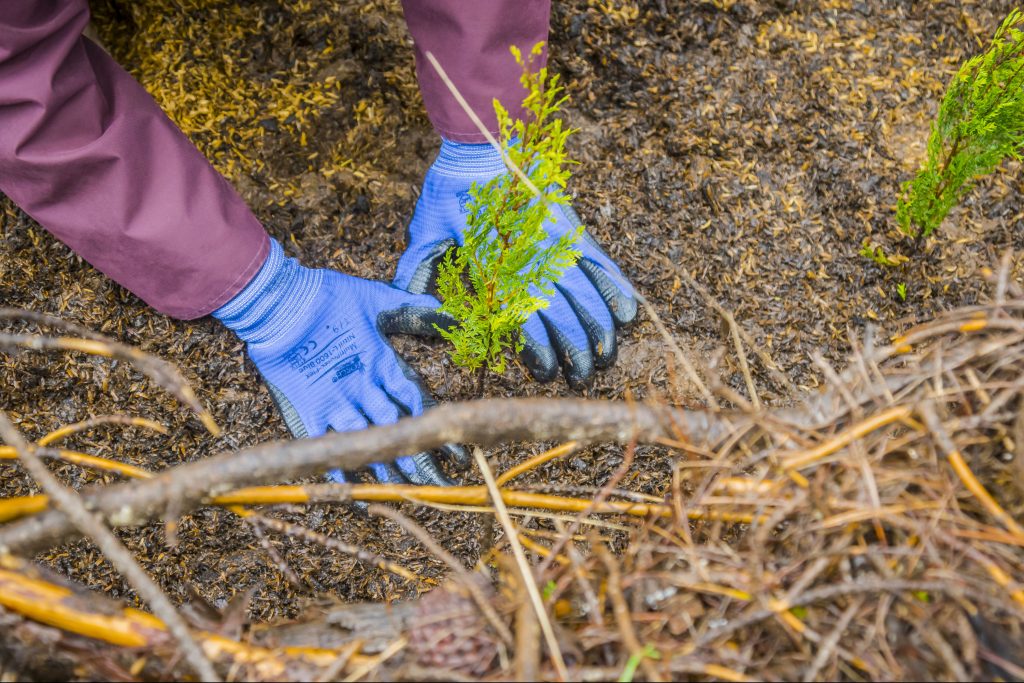 Campus Naturaleza UdeC inicia labores para restauración de ecosistemas