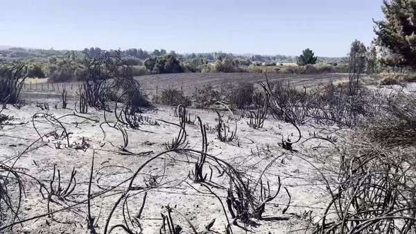 Forest fire in rural area of Cholchol destroys 8 homes and burns over 300 hectares