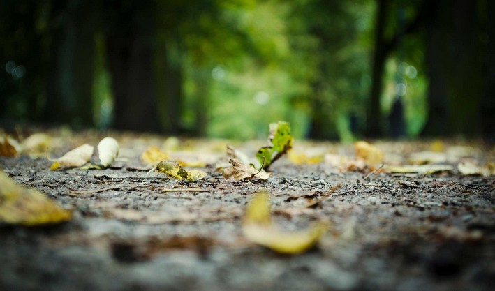 MapBiomas Chile Reveals 25 Years of Land Transformation