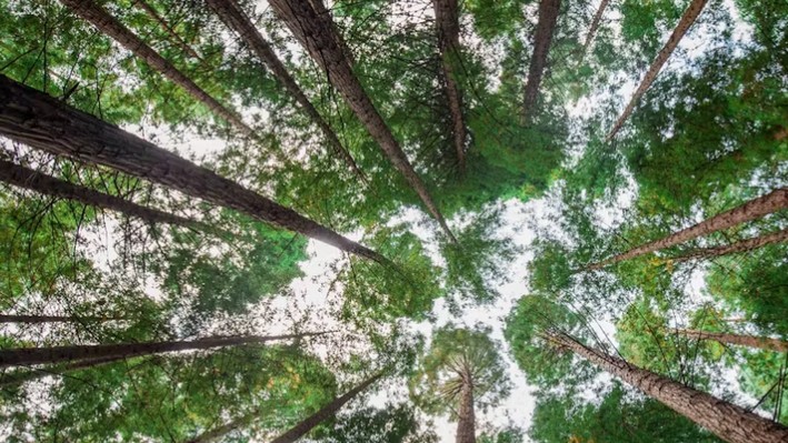 Experts: Proper Forest Management and Incentives for Wood Use Are Key to Mitigating Climate Change