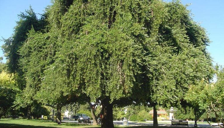 The Chilean tree that defies drought and could change the way we green our cities