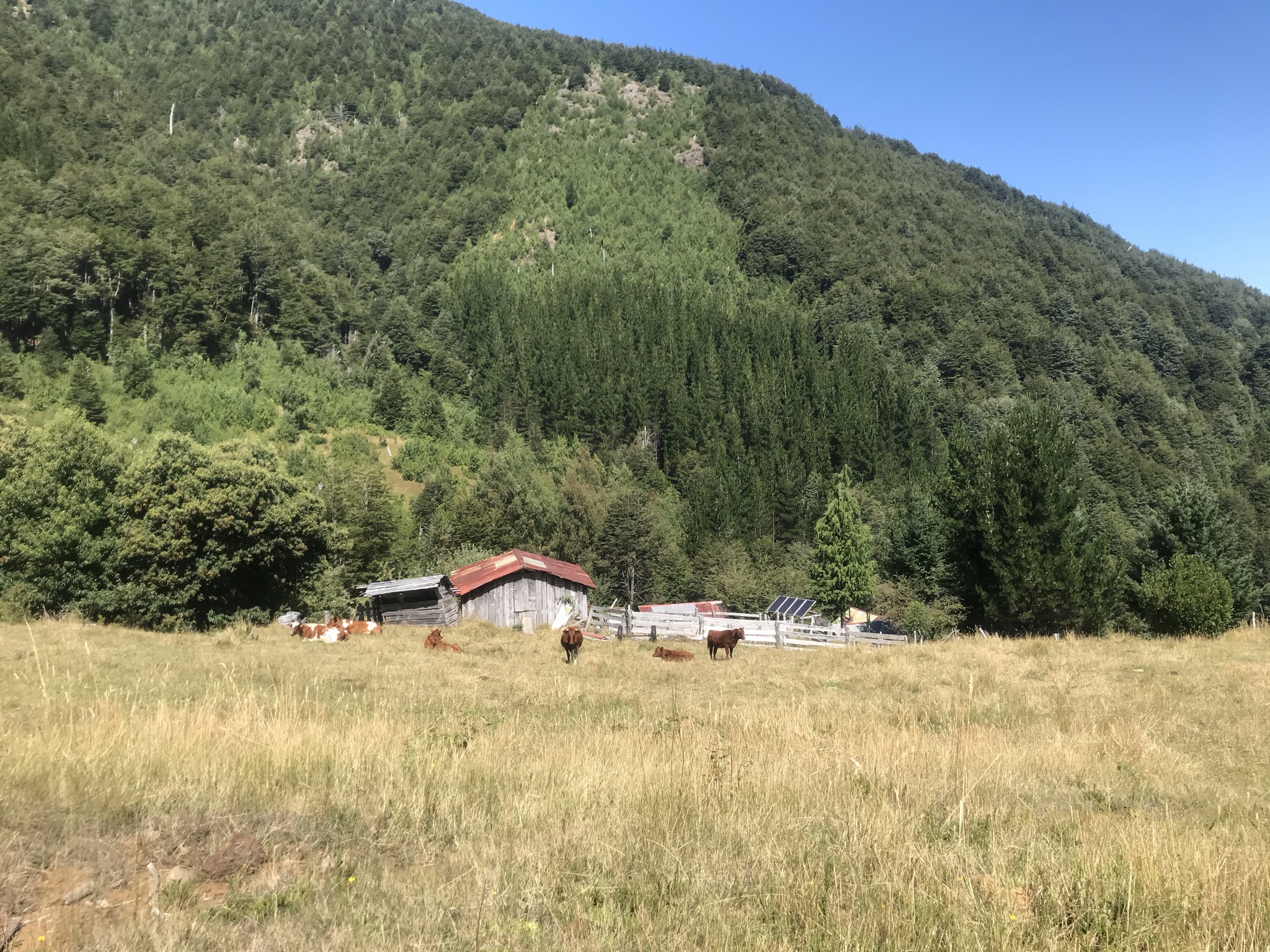 Quem paga pelos serviços ecossistêmicos da floresta?