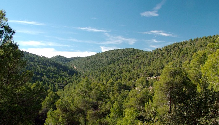 Chile and Spain Unite Science to Tackle Drought in Mediterranean Forests