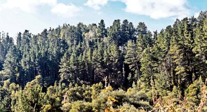 Illegal logging of native and exotic forests reaches 1,403 hectares in Ñuble