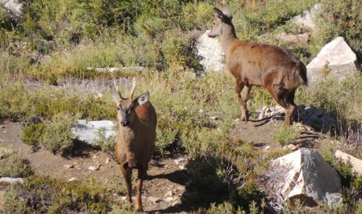 Strategy aimed at conserving the huemul has reduced its threats by 58%