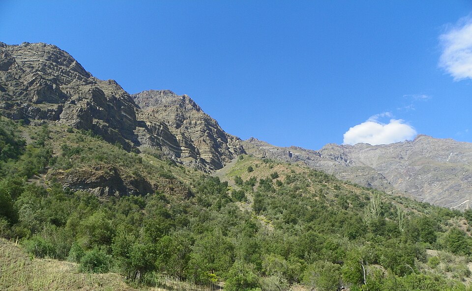 Study reveals unique strategies of three Chilean sclerophyllous forest species to survive summer drought