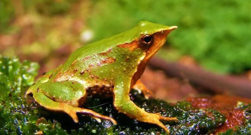 Chile achieves highest international certification for conservation of Darwin's Frog and highland flamingos